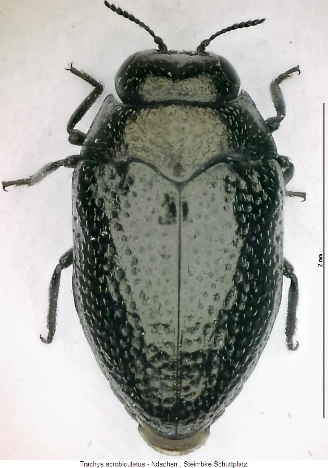 trachys_scrobiculatus_hab.jpg
