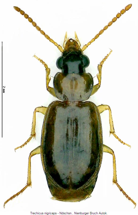 trechicus_nigriceps_hab.jpg