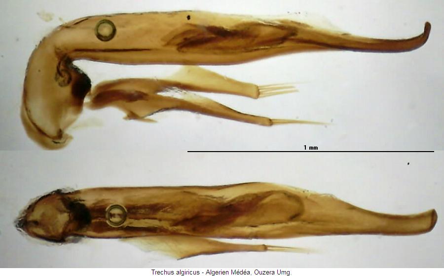 trechus_algiricus.jpg