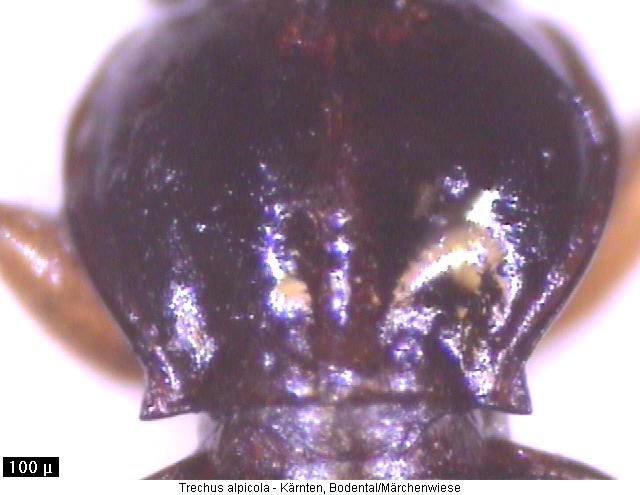trechus_alpicola_hsch.jpg