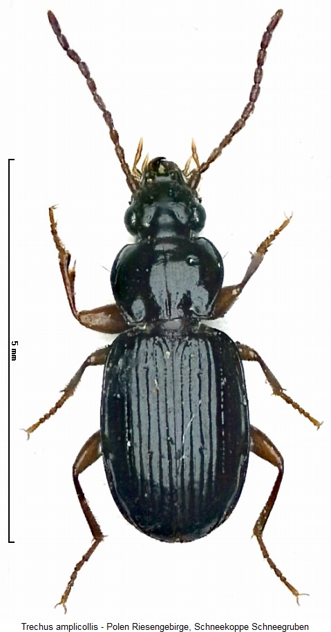 trechus_amplicollis_hab.jpg
