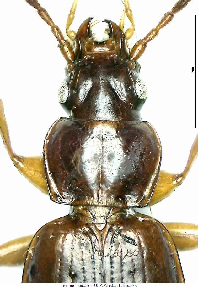 trechus_apicalis_vk.jpg