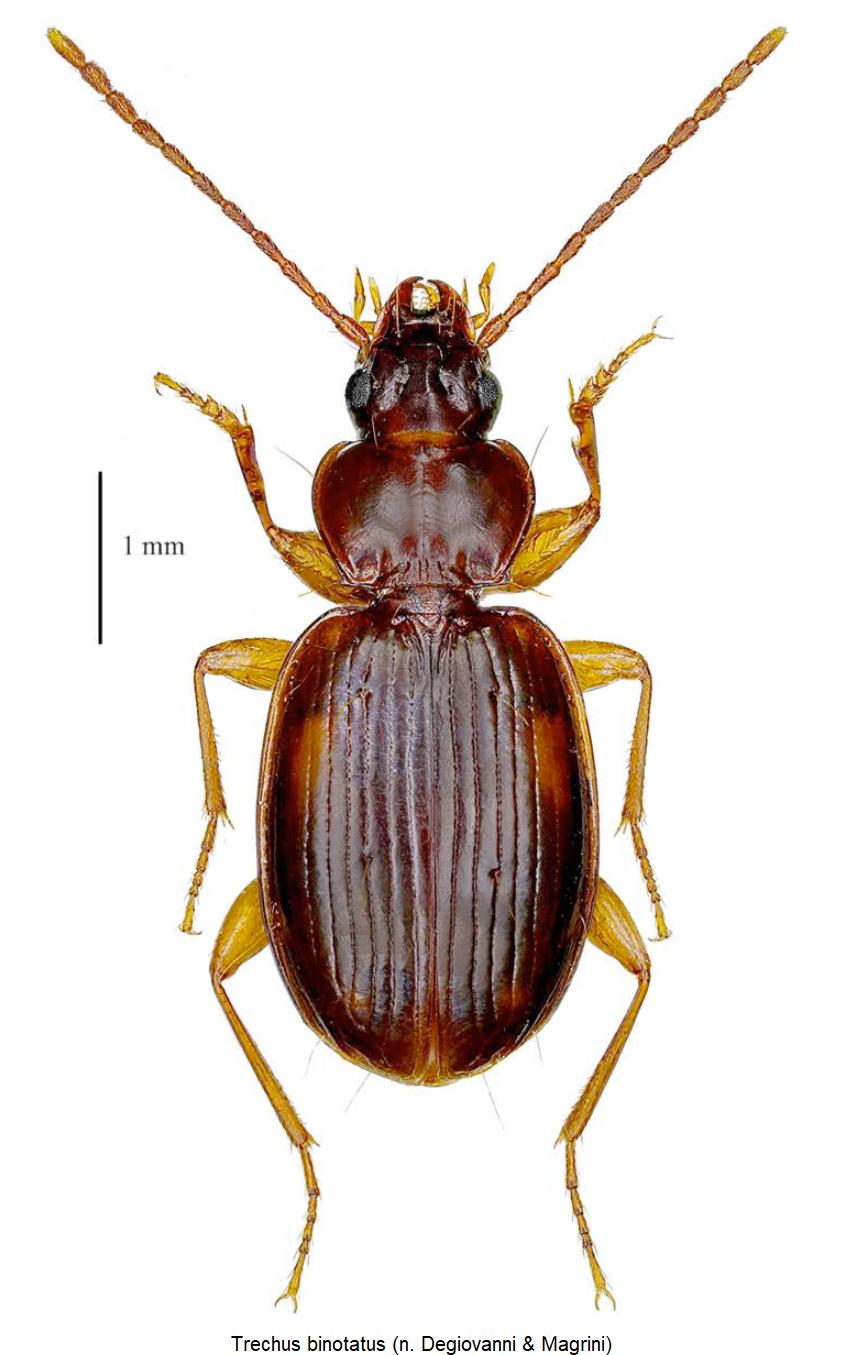 trechus_binotatus_hab.jpg