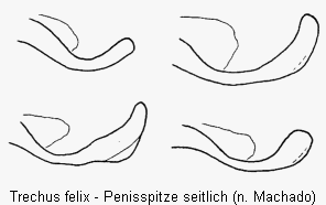 trechus_felix_var.gif