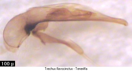 trechus_flavocinctus.jpg