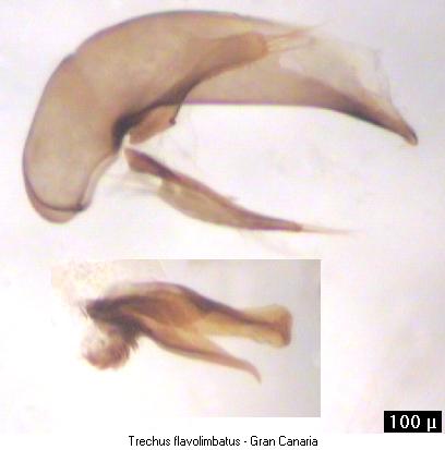 trechus_flavolimbatus.jpg