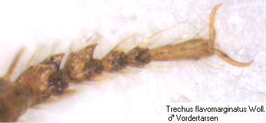 trechus_flavomarginatus_tr.jpg