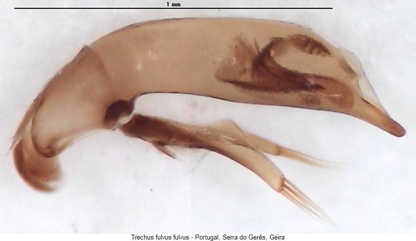 trechus_fulvus2.jpg