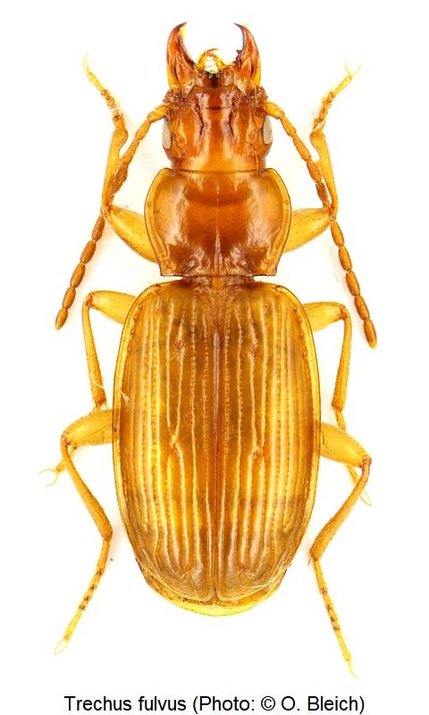 trechus_fulvus_hab1.jpg