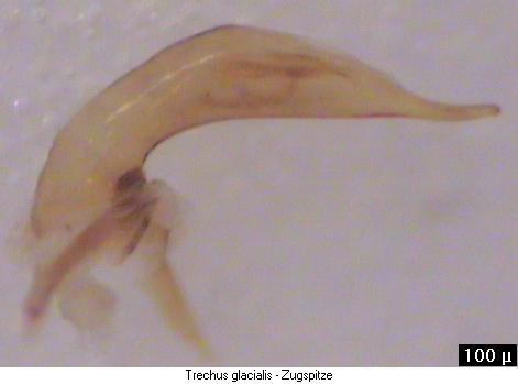 trechus_glacialis.jpg
