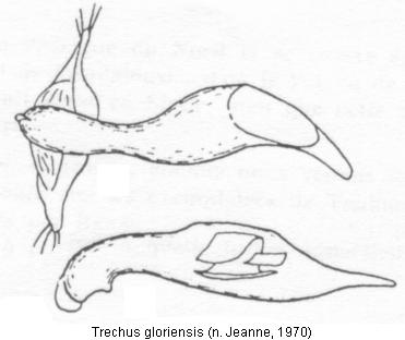 trechus_gloriensis.jpg