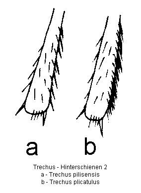 trechus_hinterschienen2.gif