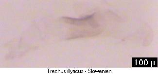 trechus_illyricus_pc.jpg
