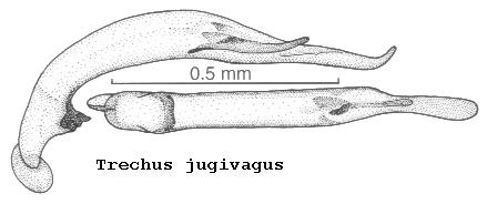 trechus_jugivagus.jpg
