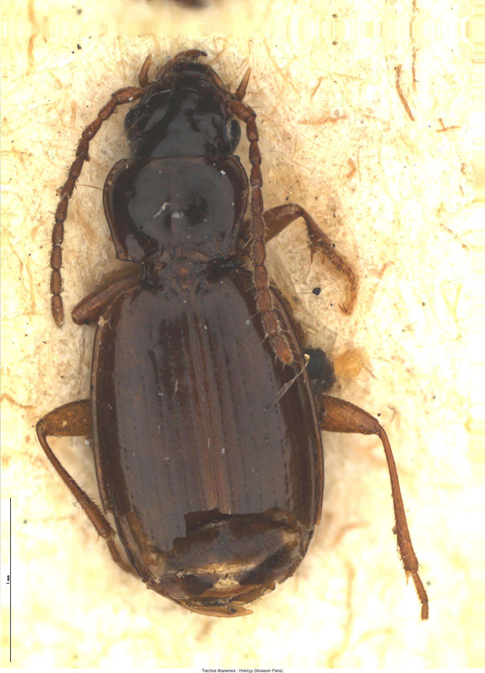 trechus_libanensis_ht.jpg