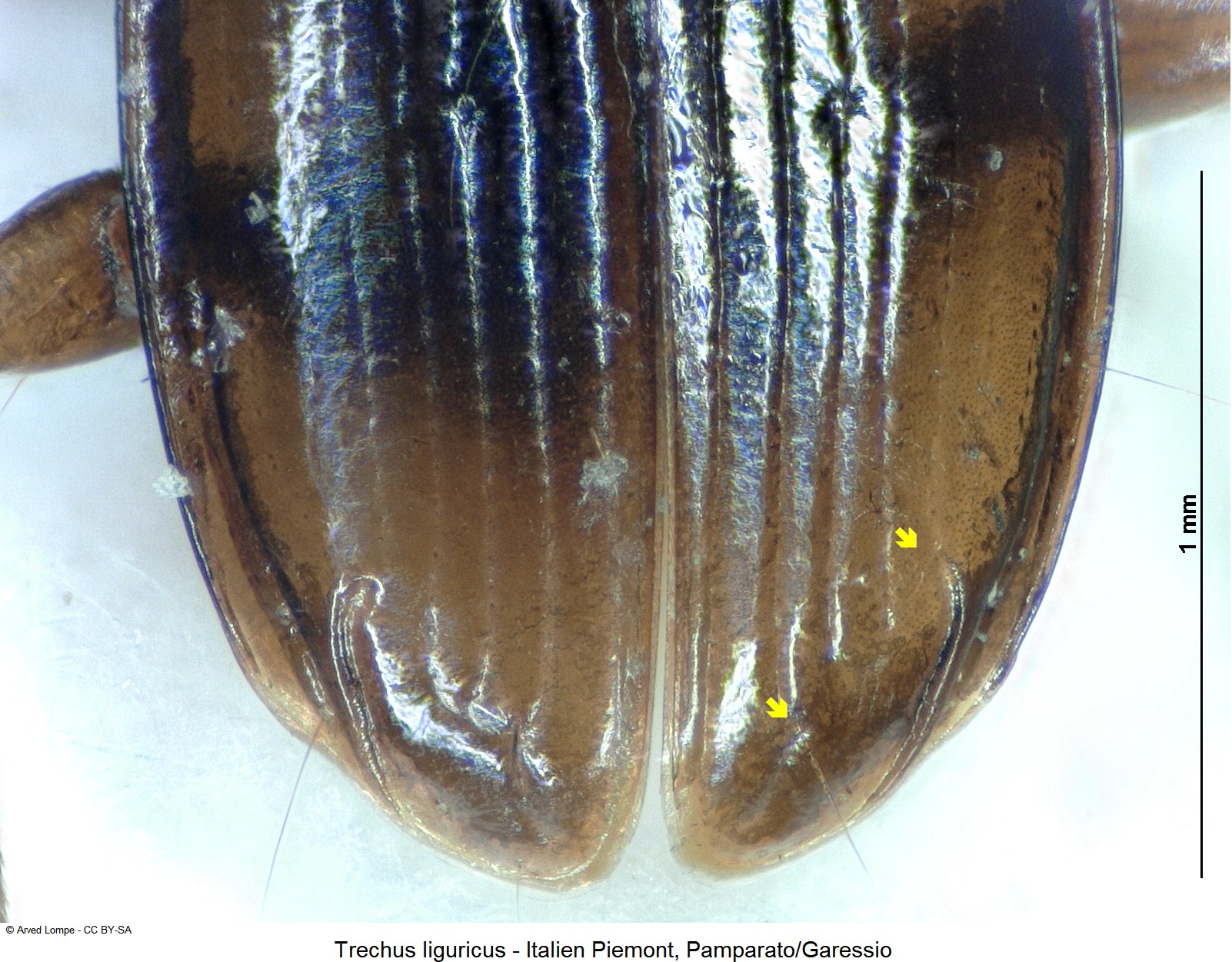 trechus_liguricus_ck33921476_dec.jpg