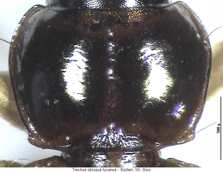 trechus_lucanus_hsch.jpg