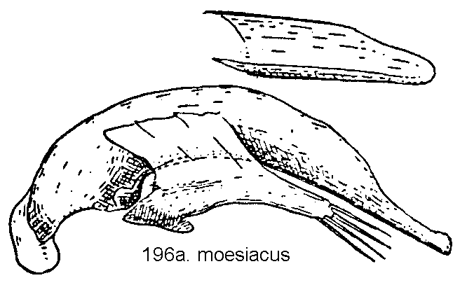 trechus_moesiacus.gif