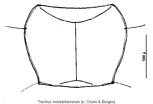 trechus_montanheirorum_hsch.gif