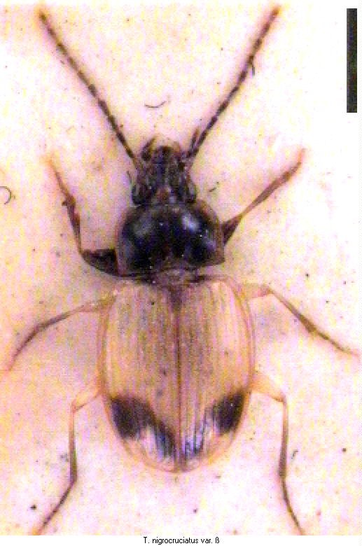 trechus_nigrocruciatus_beta_hab.jpg