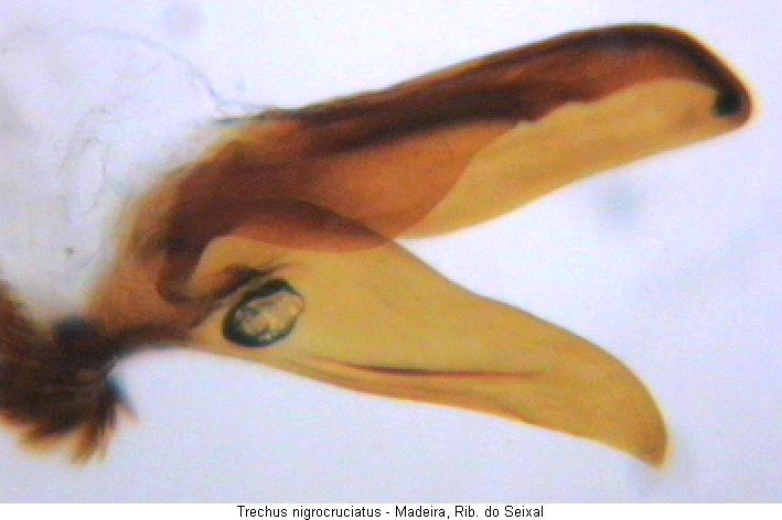 trechus_nigrocruciatus_pc.jpg