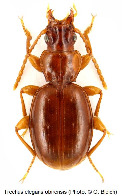 trechus_obirensis_hab1.jpg