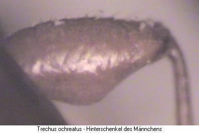 trechus_ochreatus_hschl.jpg