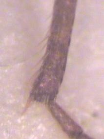 trechus_ochreatus_hschn.jpg