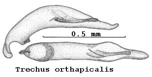 trechus_orthapicalis.jpg