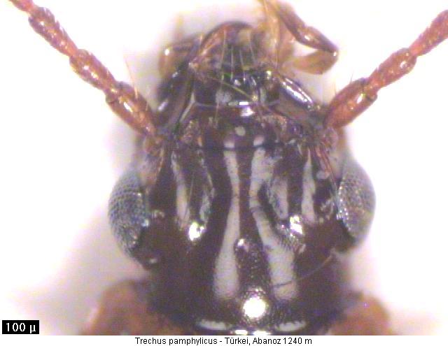 trechus_pamphylicus_k.jpg