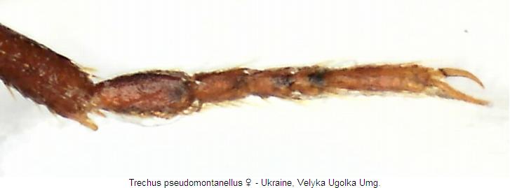 trechus_pseudomontanellus_htr.jpg