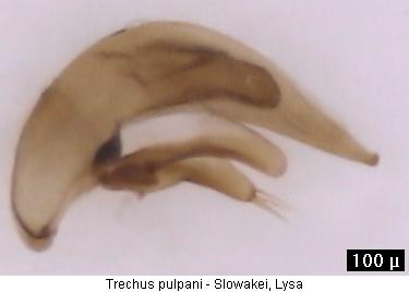 trechus_pulpani.jpg