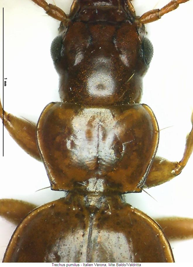 trechus_pumilus_vk.jpg
