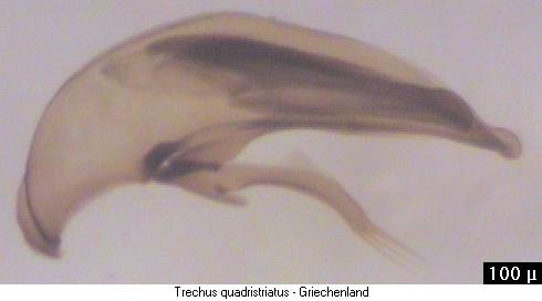 trechus_quadristriatus.jpg