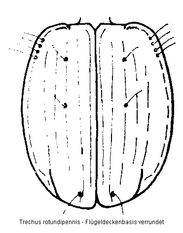 trechus_rotundipennis_fld.gif