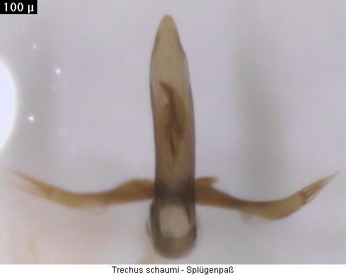 trechus_schaumi_aufs.jpg