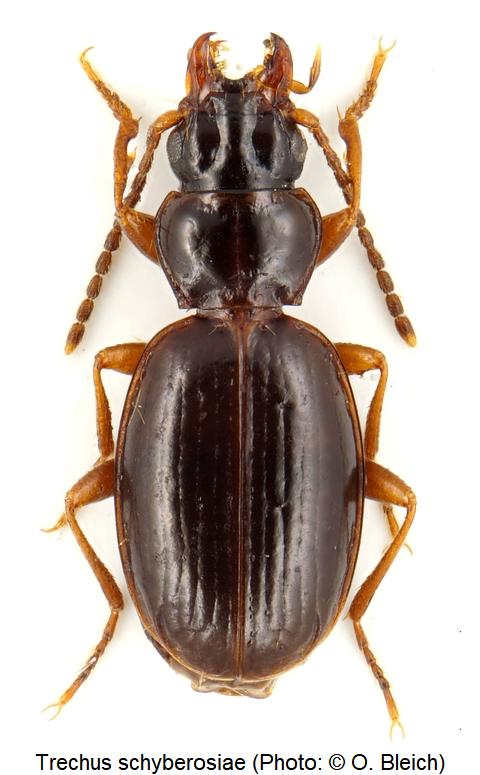 trechus_schyberosiae_hab1.jpg