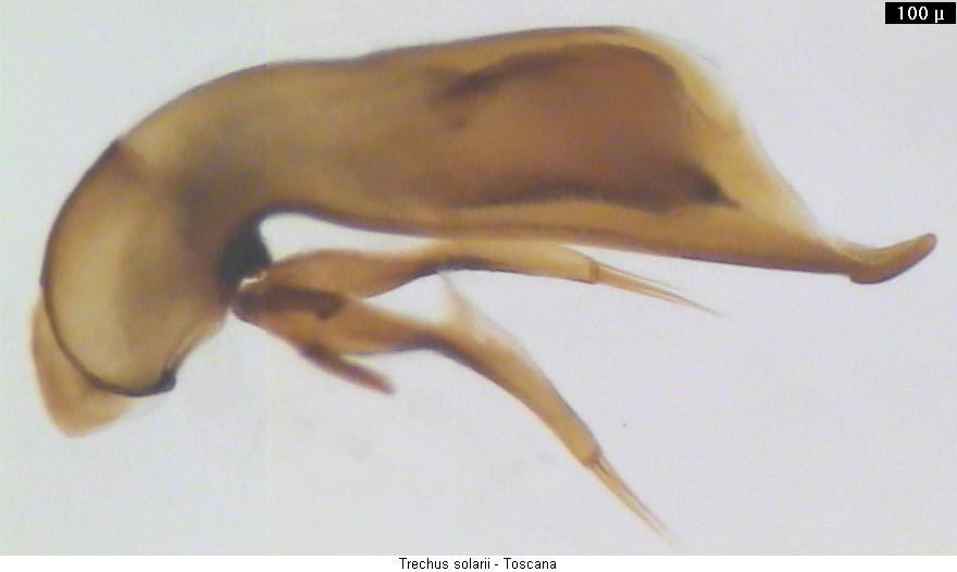 trechus_solarii.jpg