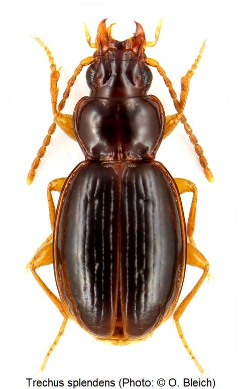 trechus_splendens_hab1.jpg