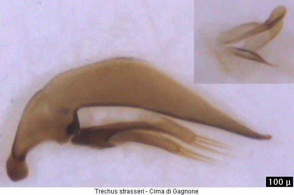 trechus_strasseri.jpg