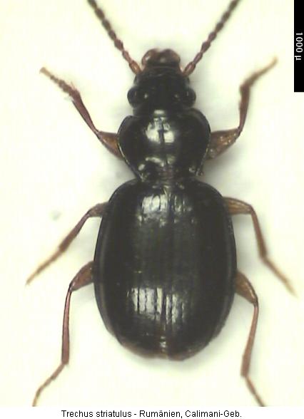 trechus_striatulus_hab.jpg