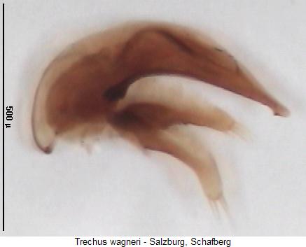 trechus_wagneri.jpg