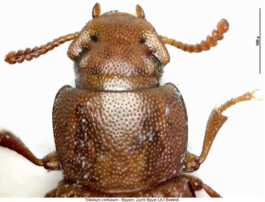 tribolium_confusum_vk.jpg