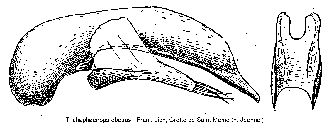 trichaphaenops_obesus.gif