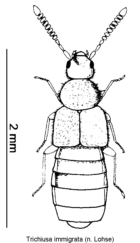 trichiusa_immigrata_hab.gif