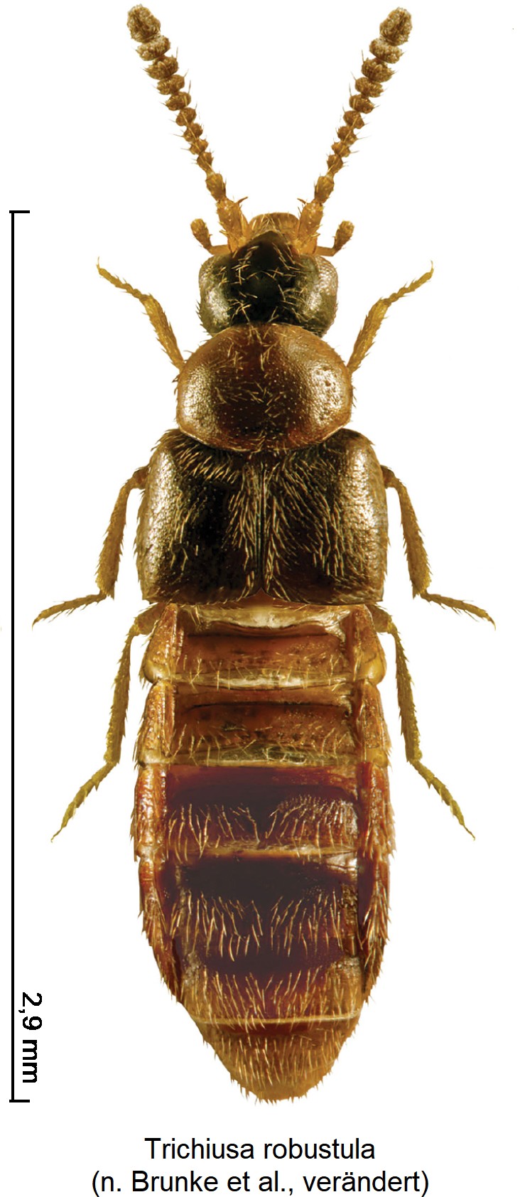 trichiusa_robustula_hab.jpg