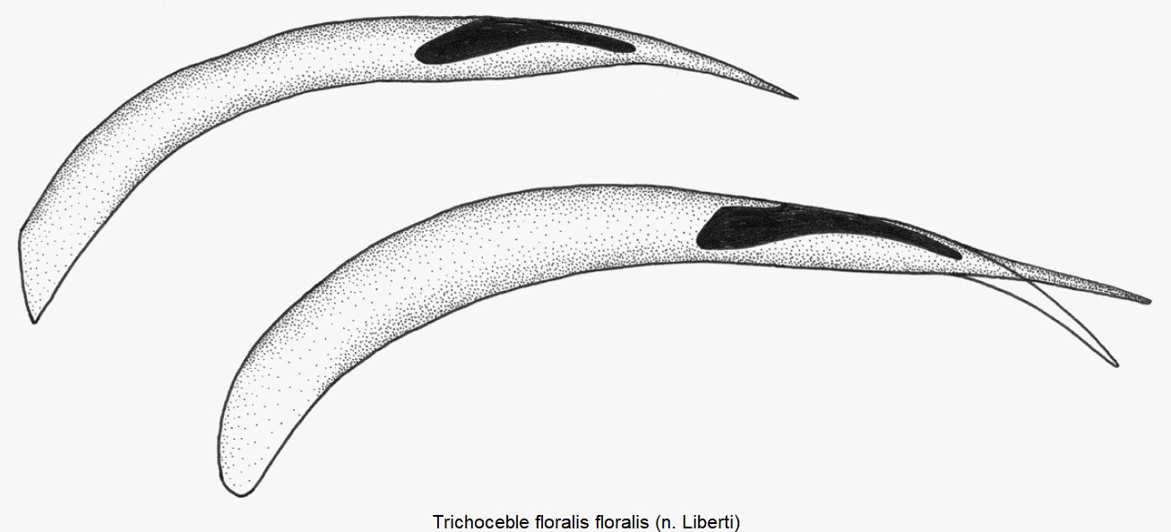 trichoceble_floralis.jpg