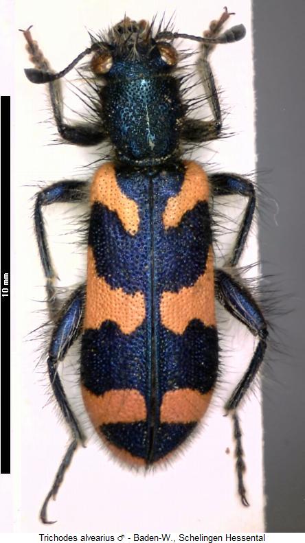 trichodes_alvearius_hab.jpg