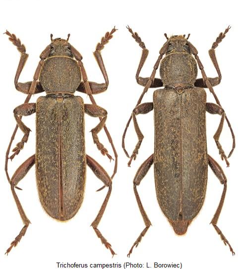 trichoferus_campestris_hab.jpg