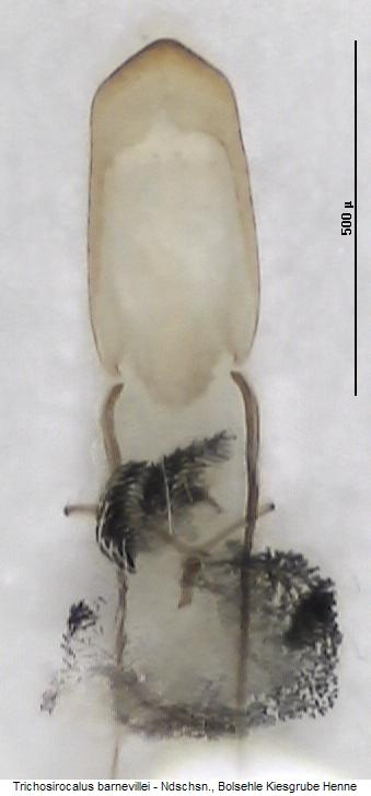 trichosirocalus_barnevillei.jpg